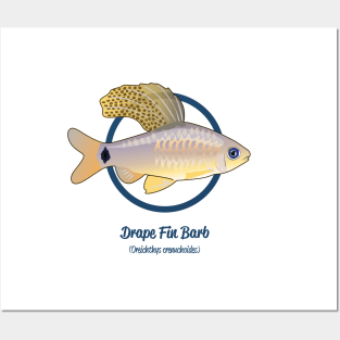 Drape Fin Barb Posters and Art